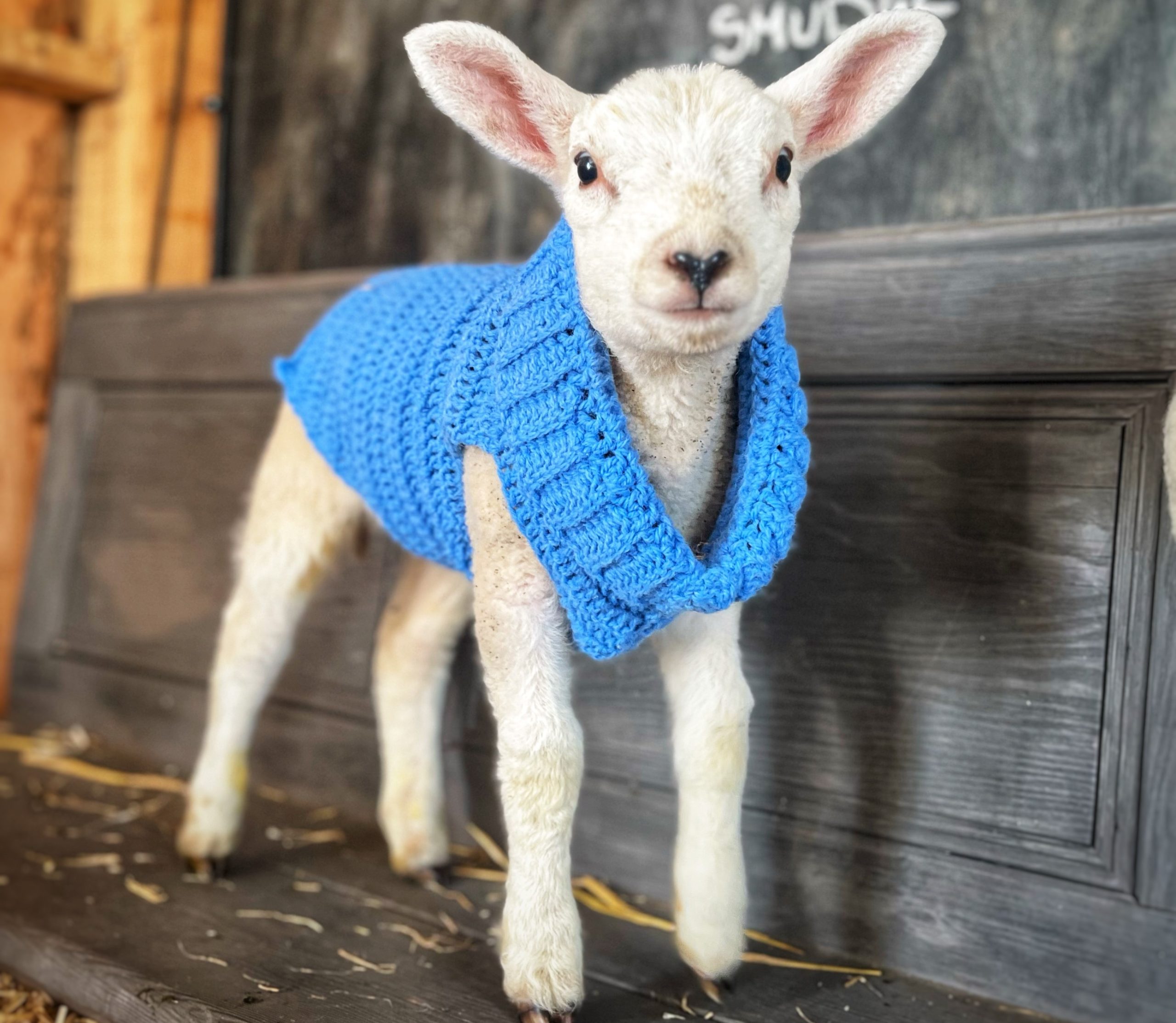 Lambing Experiences Oakfield Farm, Perthshire