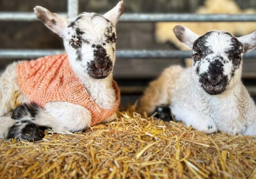 Lambing Experiences Oakfield Farm, Perthshire
