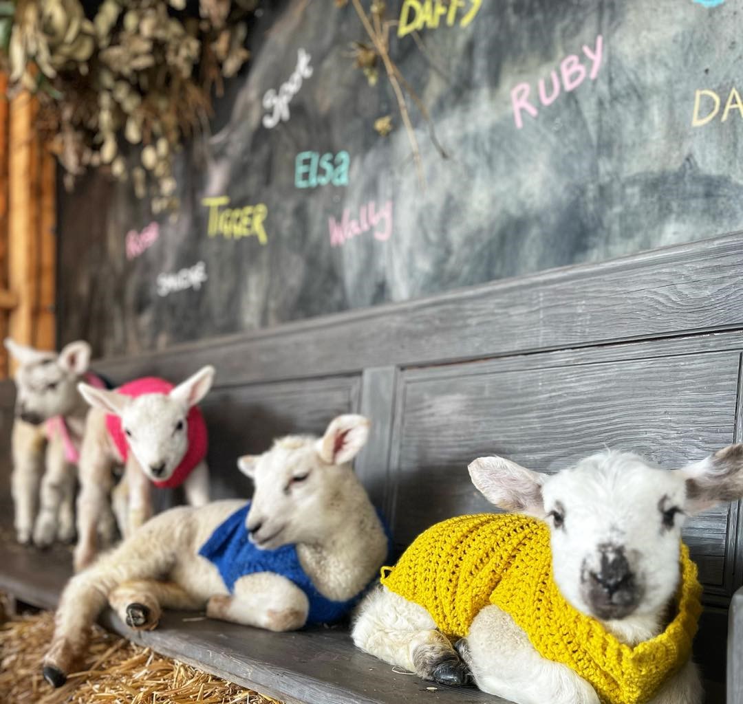 Lambing Experiences Oakfield Farm, Perthshire