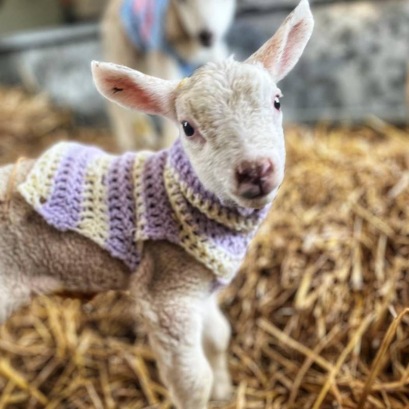 Lambing Experiences Oakfield Farm, Perthshire